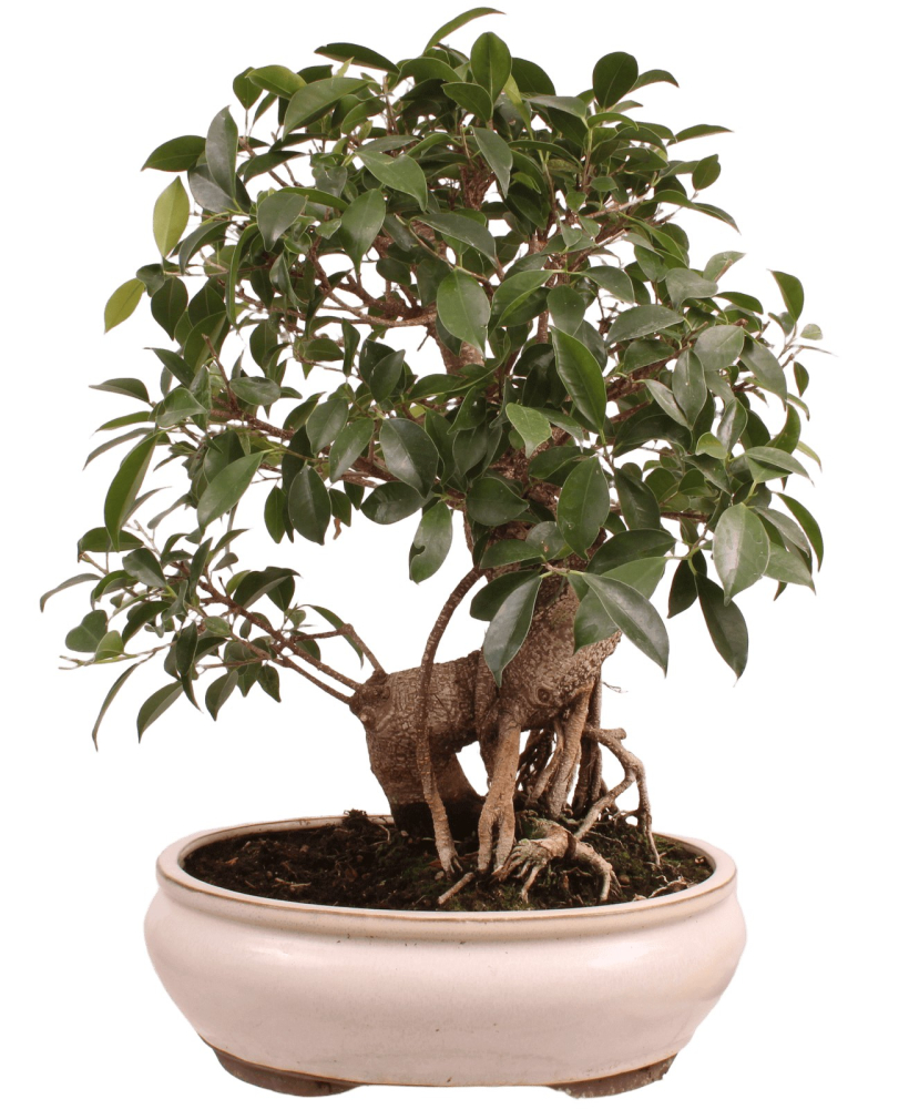 Bonsai - Ficus retusa - Chinesische Feige 221/79