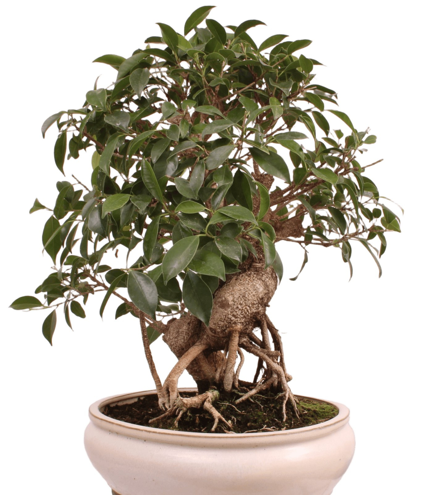 Bonsai - Ficus retusa - Chinesische Feige 221/79