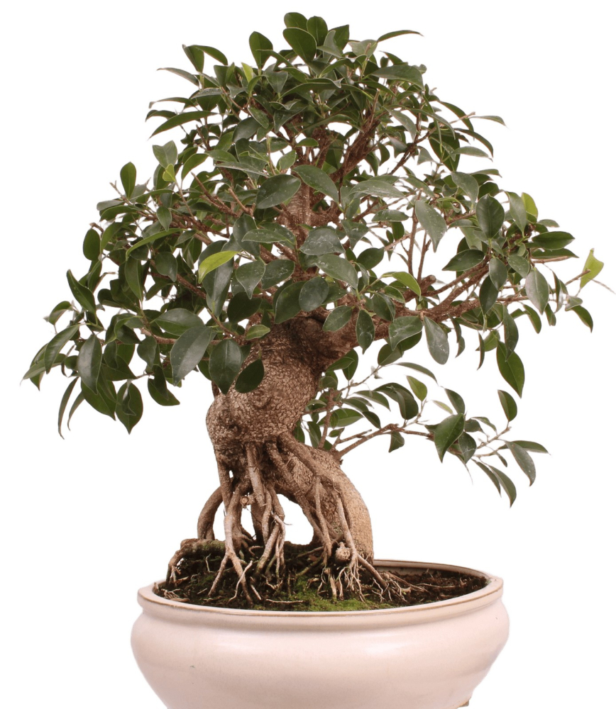 Bonsai - Ficus retusa - Chinesische Feige 221/79