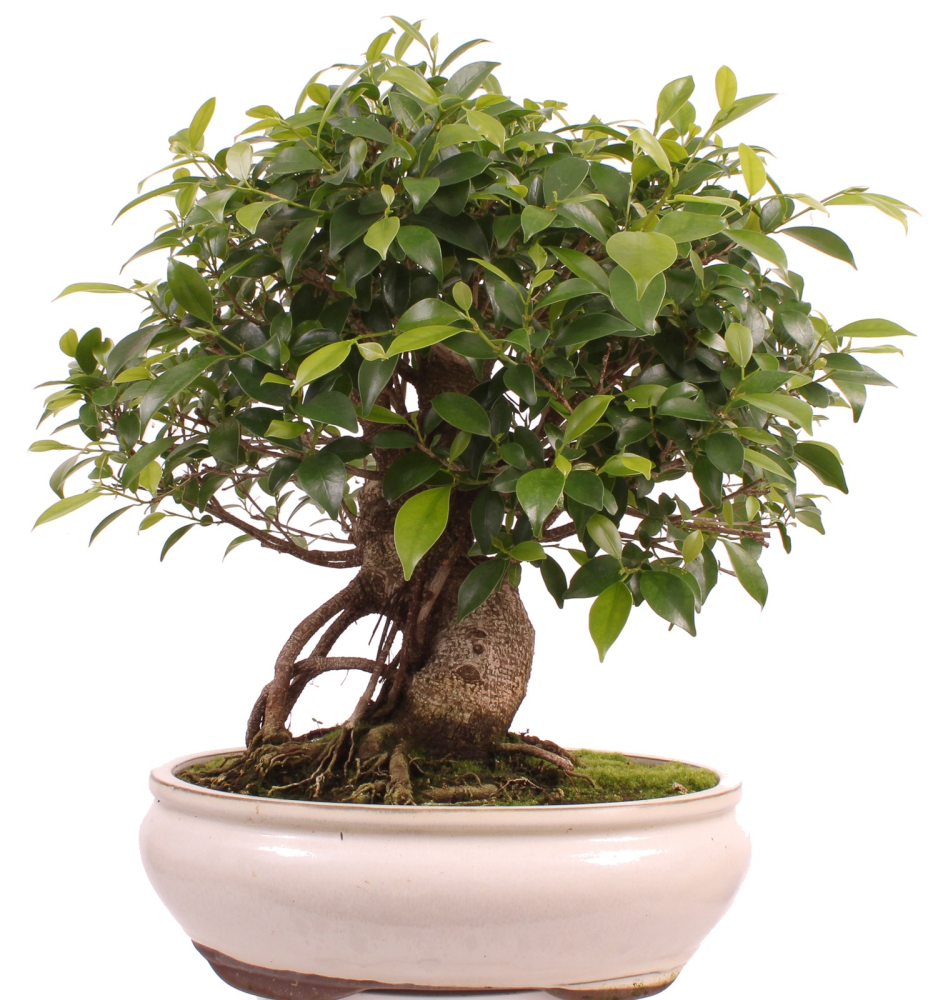 Bonsai - Ficus retusa - Chinesische Feige 221/80