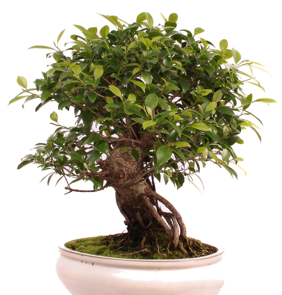 Bonsai - Ficus retusa - Chinesische Feige 221/80