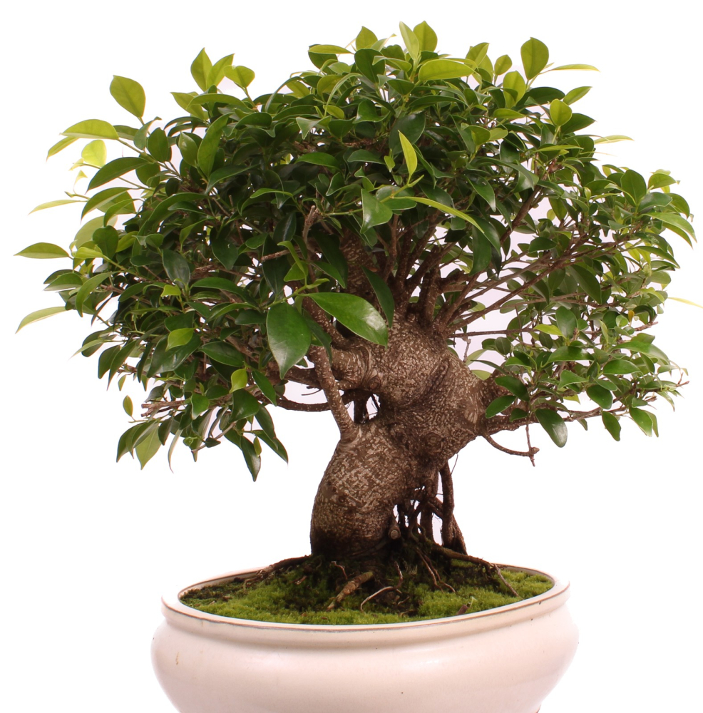 Bonsai - Ficus retusa - Chinesische Feige 221/80