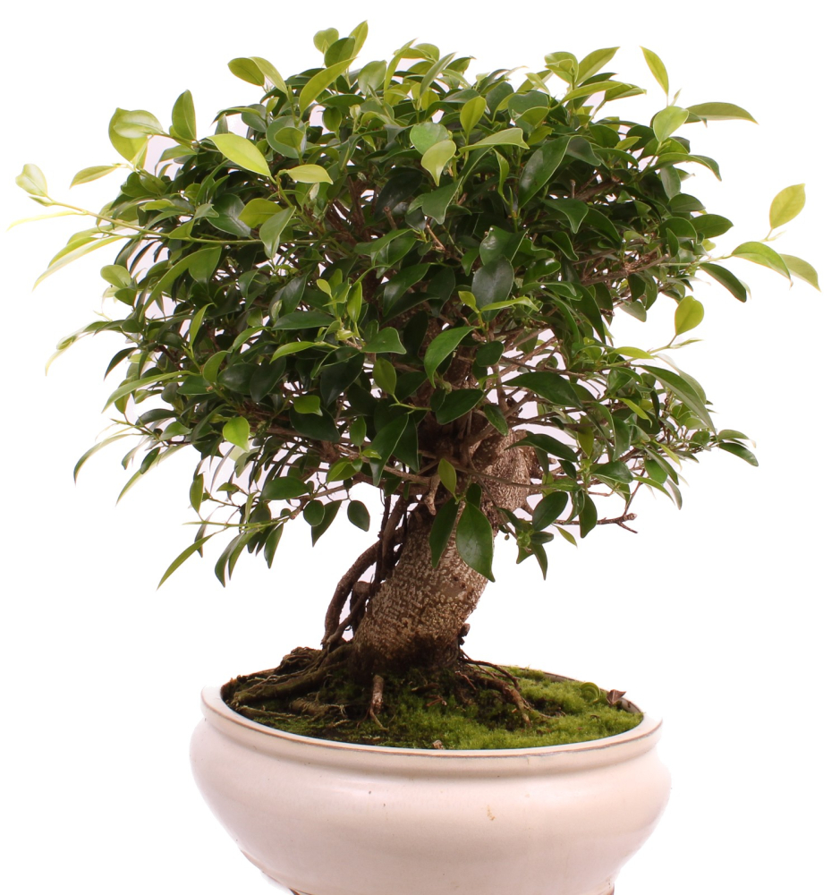 Bonsai - Ficus retusa - Chinesische Feige 221/80