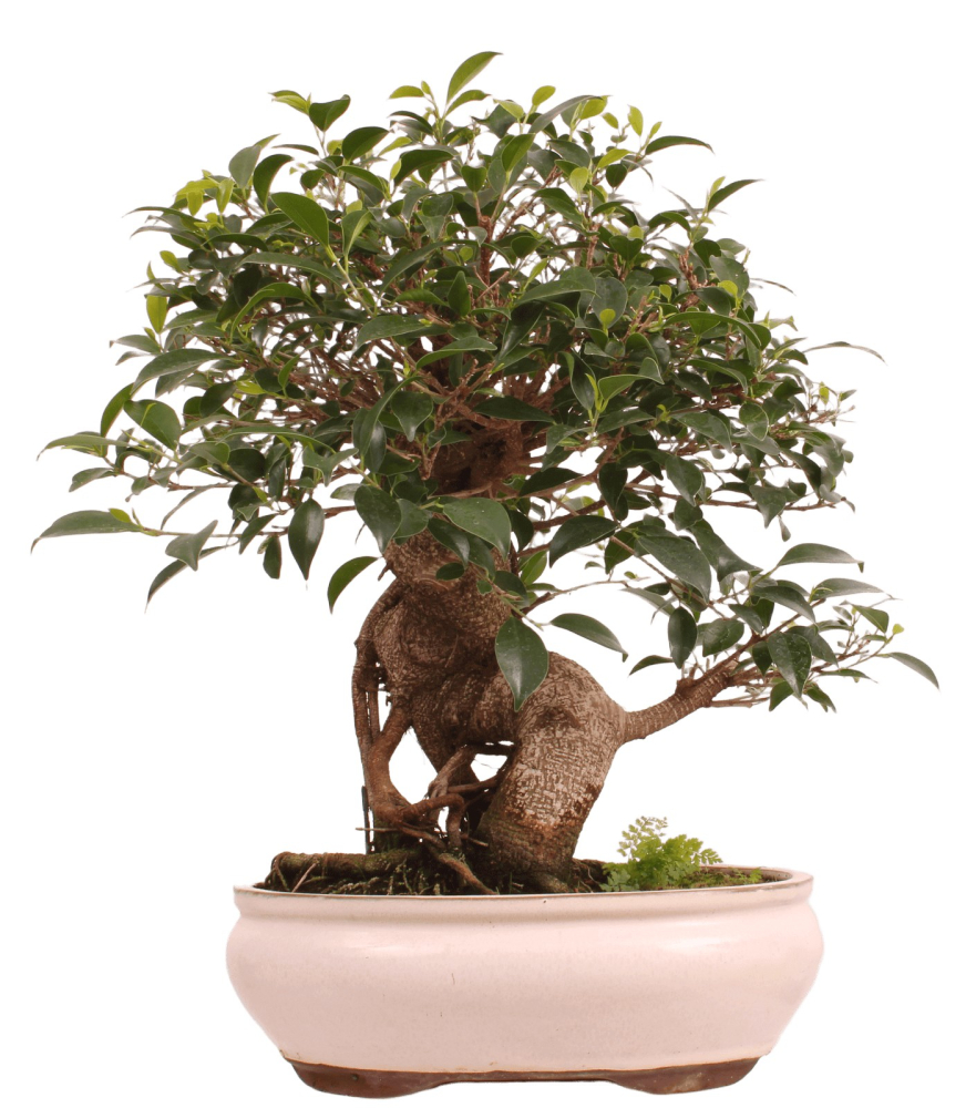 Bonsai - Ficus retusa - Chinesische Feige 221/81