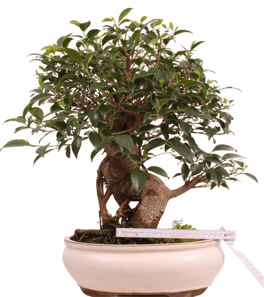 Bonsai - Ficus retusa - Chinesische Feige 221/81