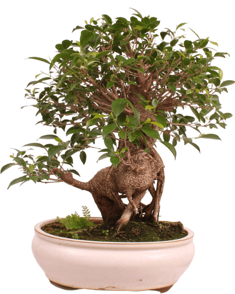 Bonsai - Ficus retusa - Chinesische Feige 221/81