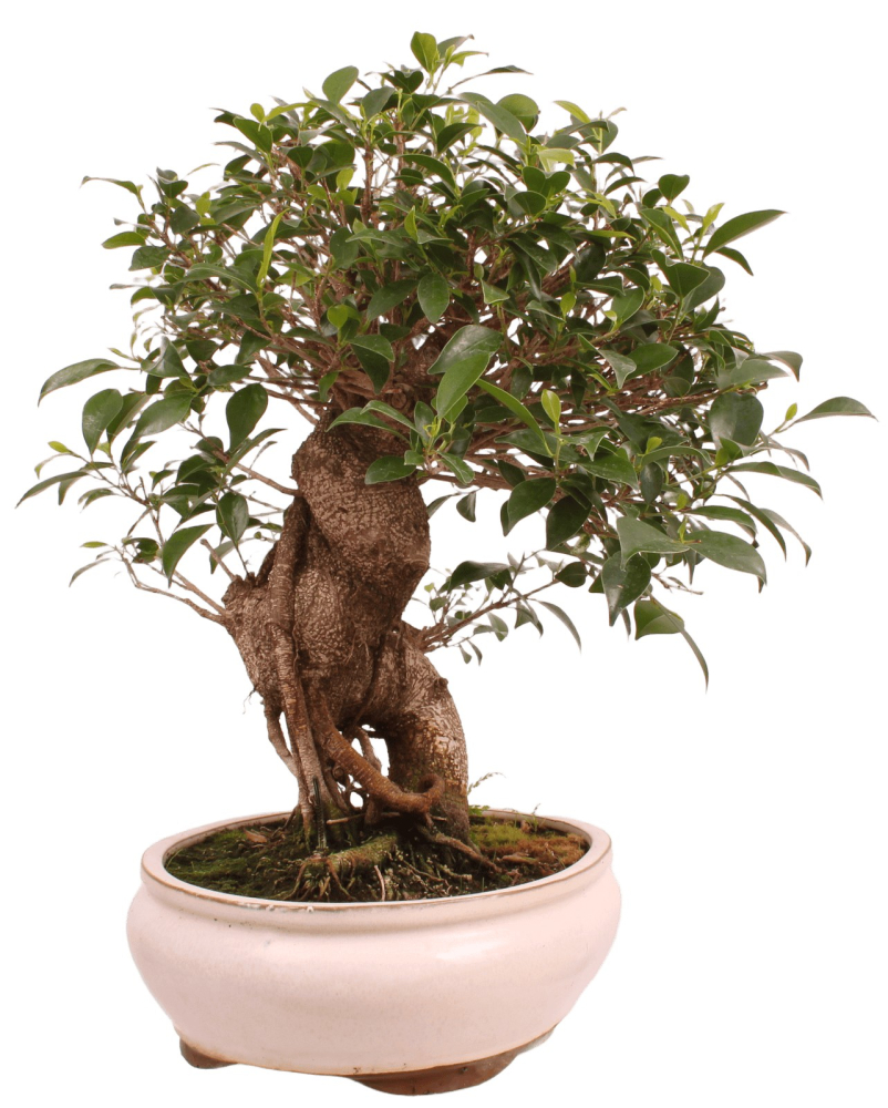 Bonsai - Ficus retusa - Chinesische Feige 221/81