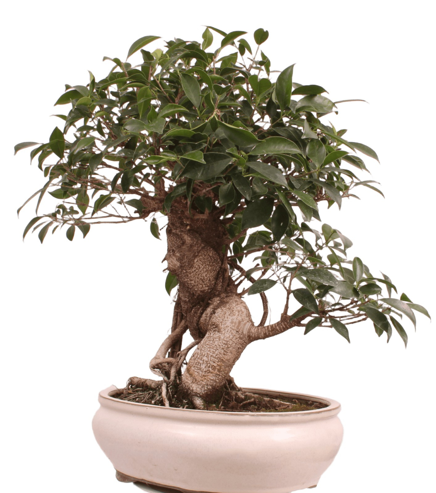 Bonsai - Ficus retusa - Chinesische Feige 221/8