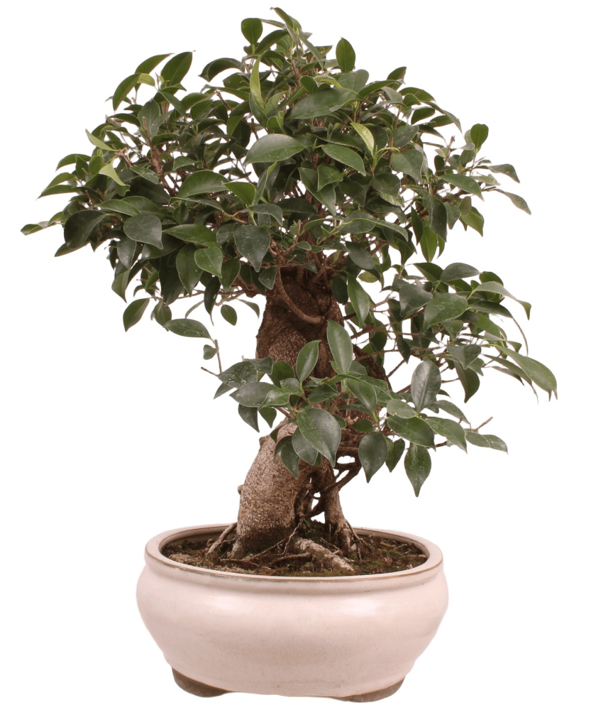Bonsai - Ficus retusa - Chinesische Feige 221/8
