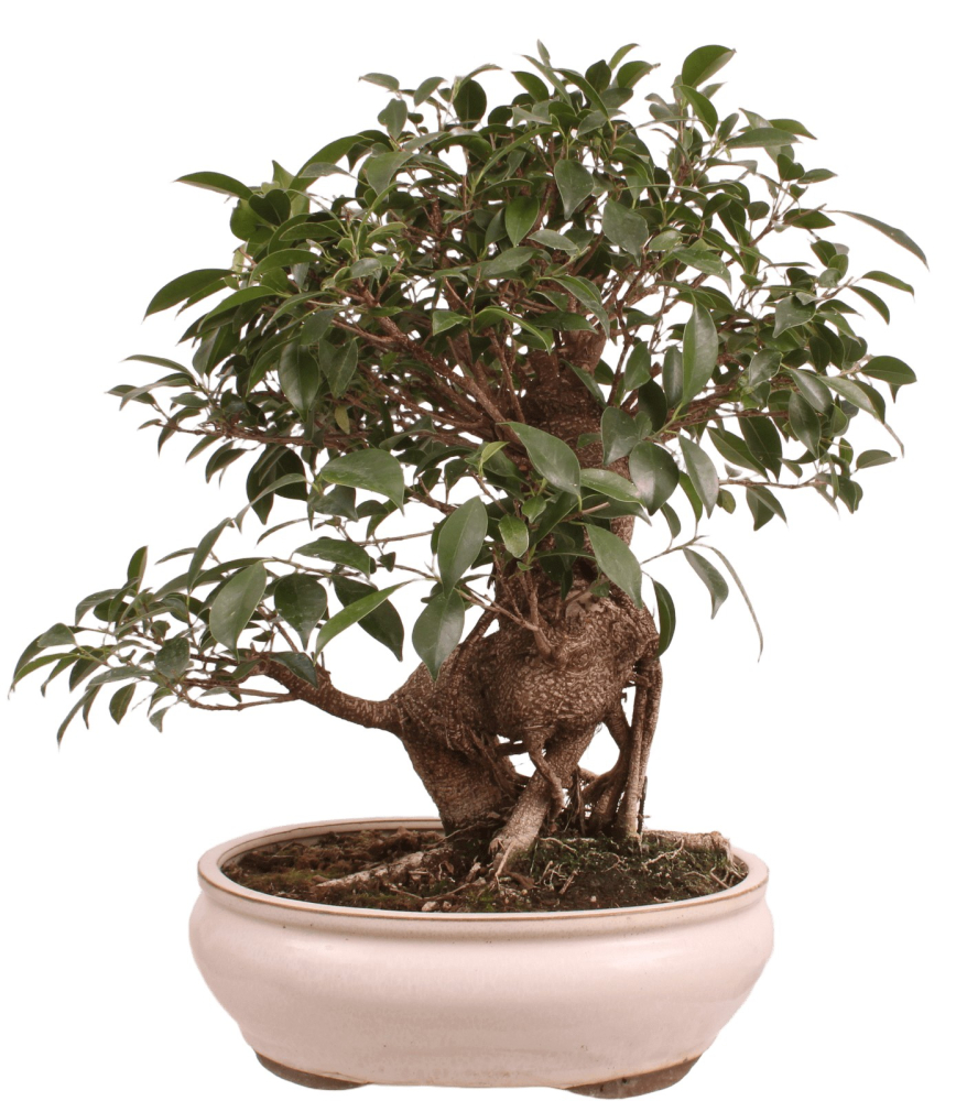Bonsai - Ficus retusa - Chinesische Feige 221/8