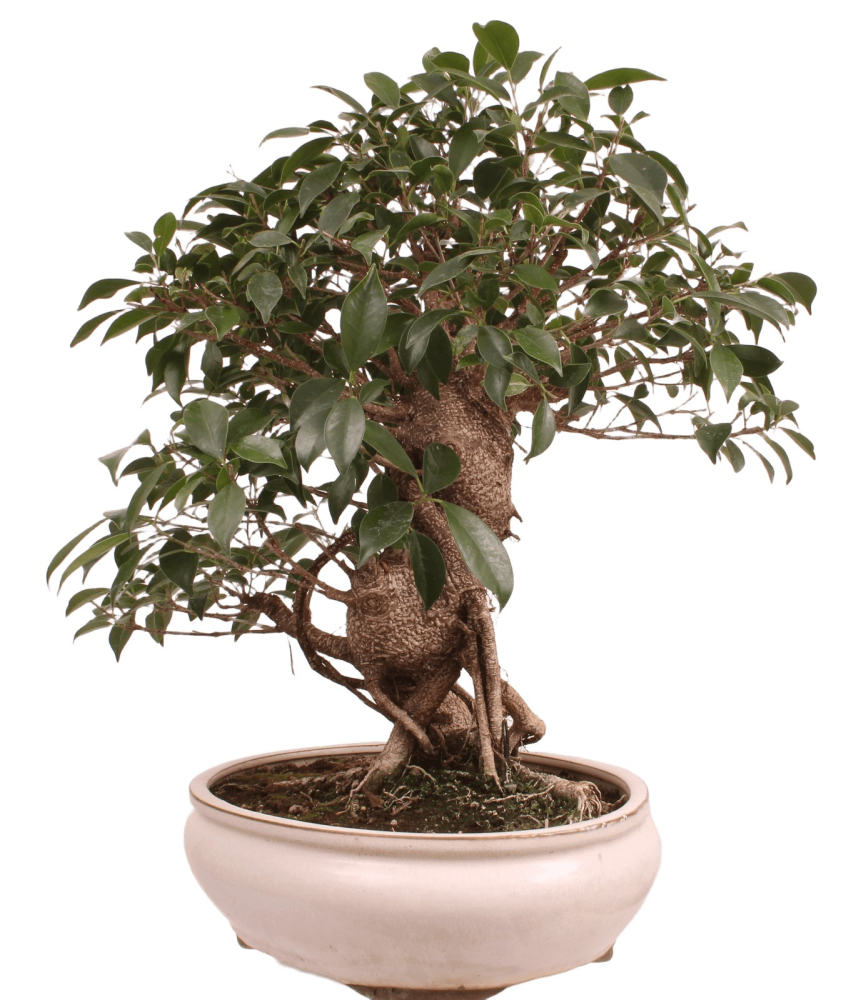 Bonsai - Ficus retusa - Chinesische Feige 221/8
