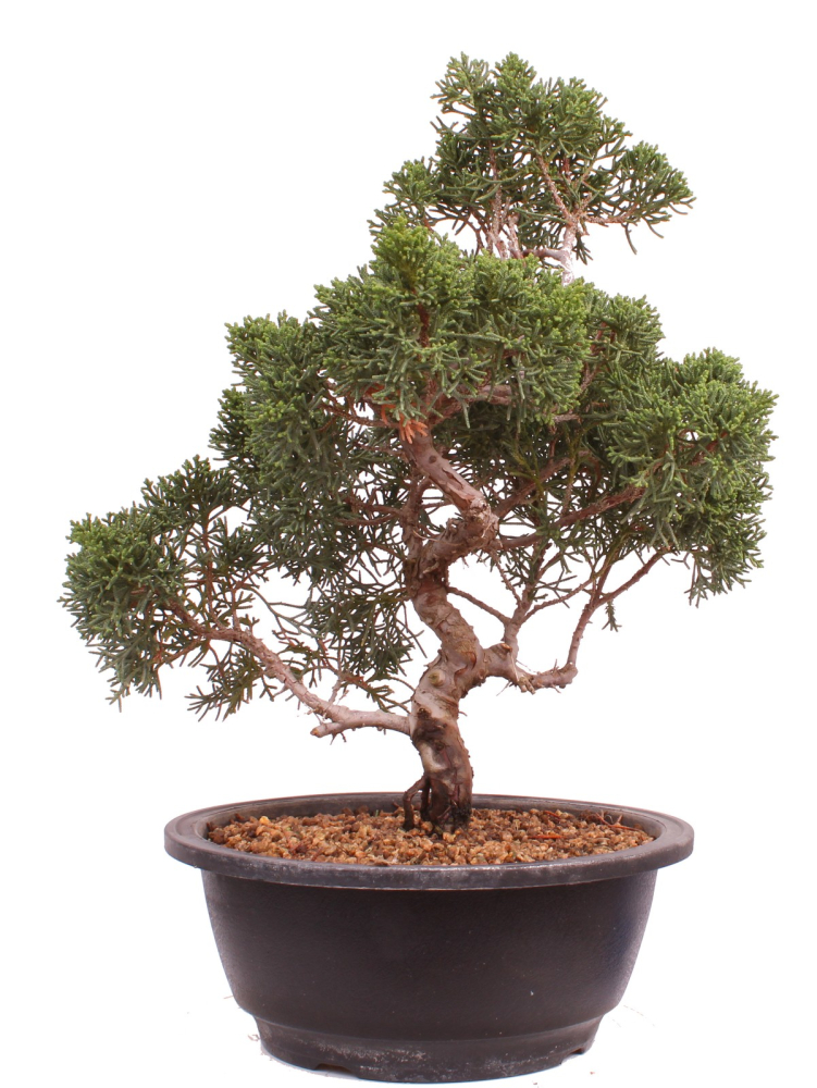 Bonsai - Juniperus chinensis 'Kyushu', Chinesischer Wacholder 224/100