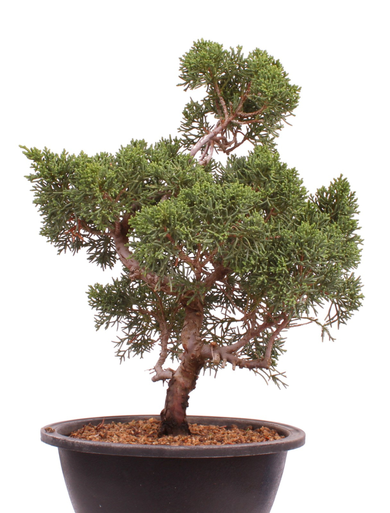Bonsai - Juniperus chinensis 'Kyushu', Chinesischer Wacholder 224/100