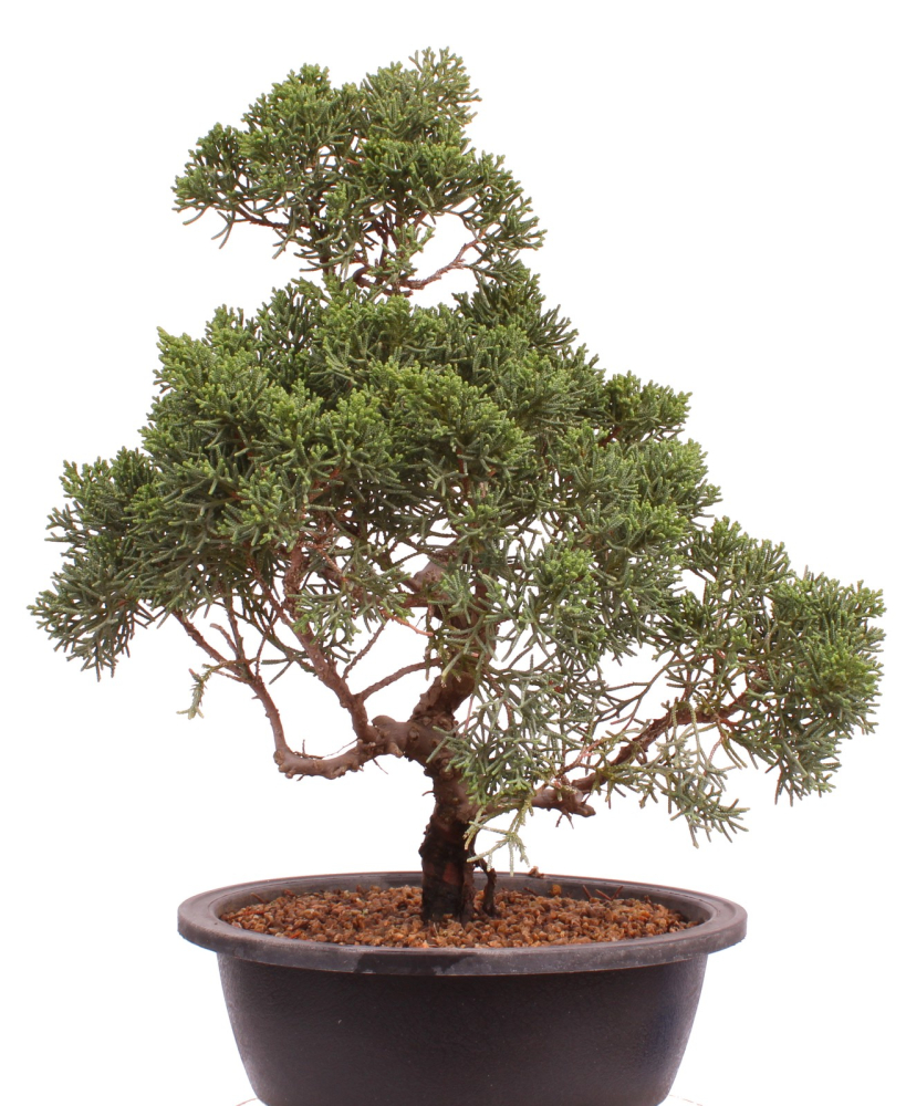 Bonsai - Juniperus chinensis 'Kyushu', Chinesischer Wacholder 224/100