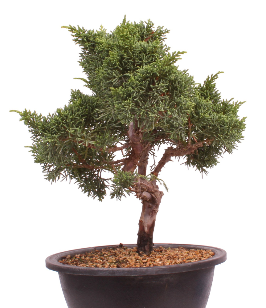 Bonsai - Juniperus chinensis 'Kyushu', Chinesischer Wacholder 224/101