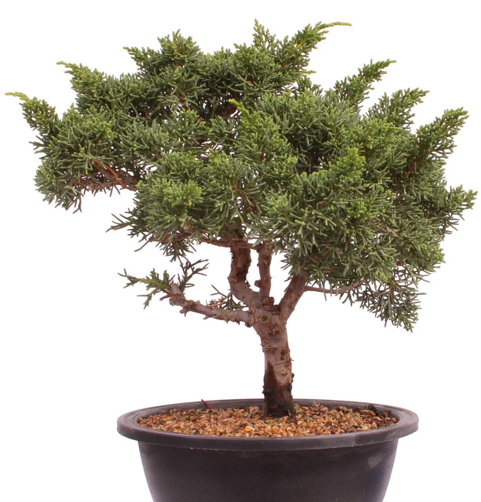Bonsai - Juniperus chinensis 'Kyushu', Chinesischer Wacholder 224/101