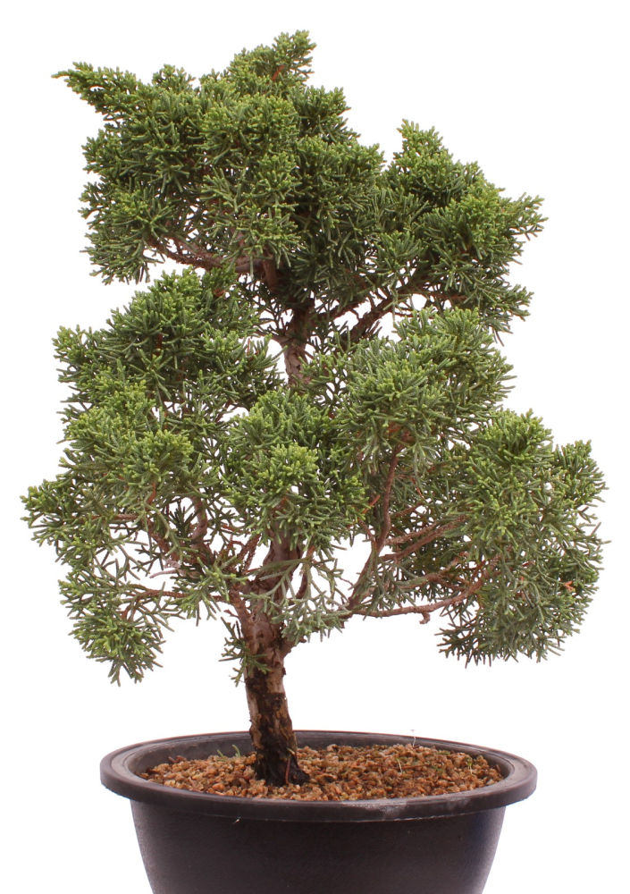 Bonsai - Juniperus chinensis 'Kyushu', Chinesischer Wacholder 224/103