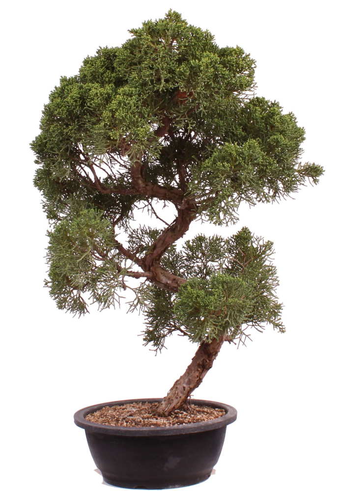 Bonsai - Juniperus chinensis 'Kyushu', Chinesischer Wacholder 224/106