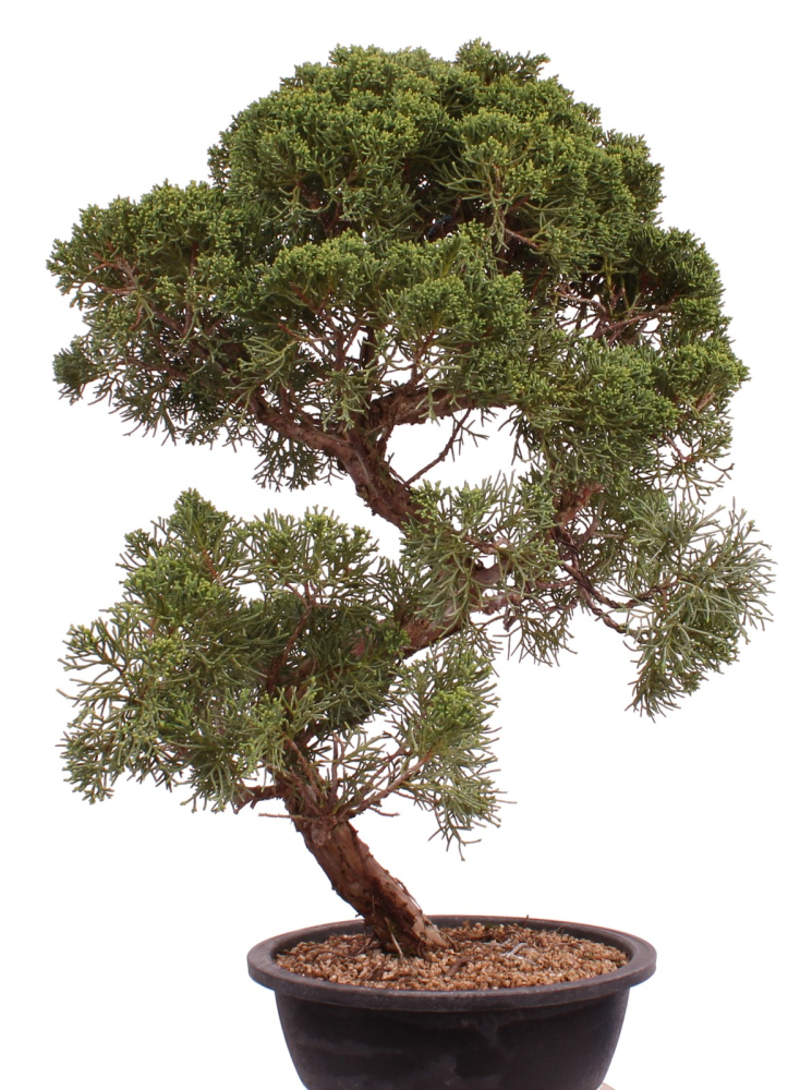 Bonsai - Juniperus chinensis 'Kyushu', Chinesischer Wacholder 224/106