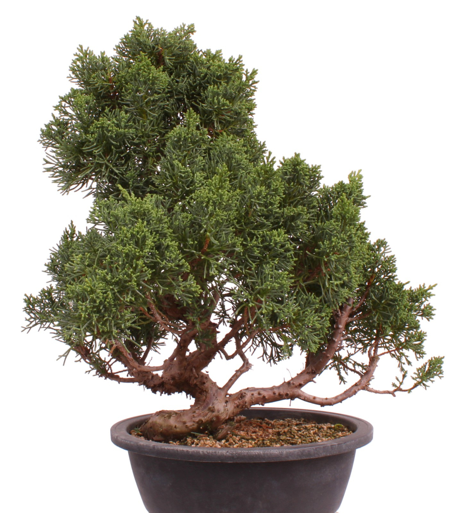 Bonsai - Juniperus chinensis 'Kyushu', Chinesischer Wacholder 224/108