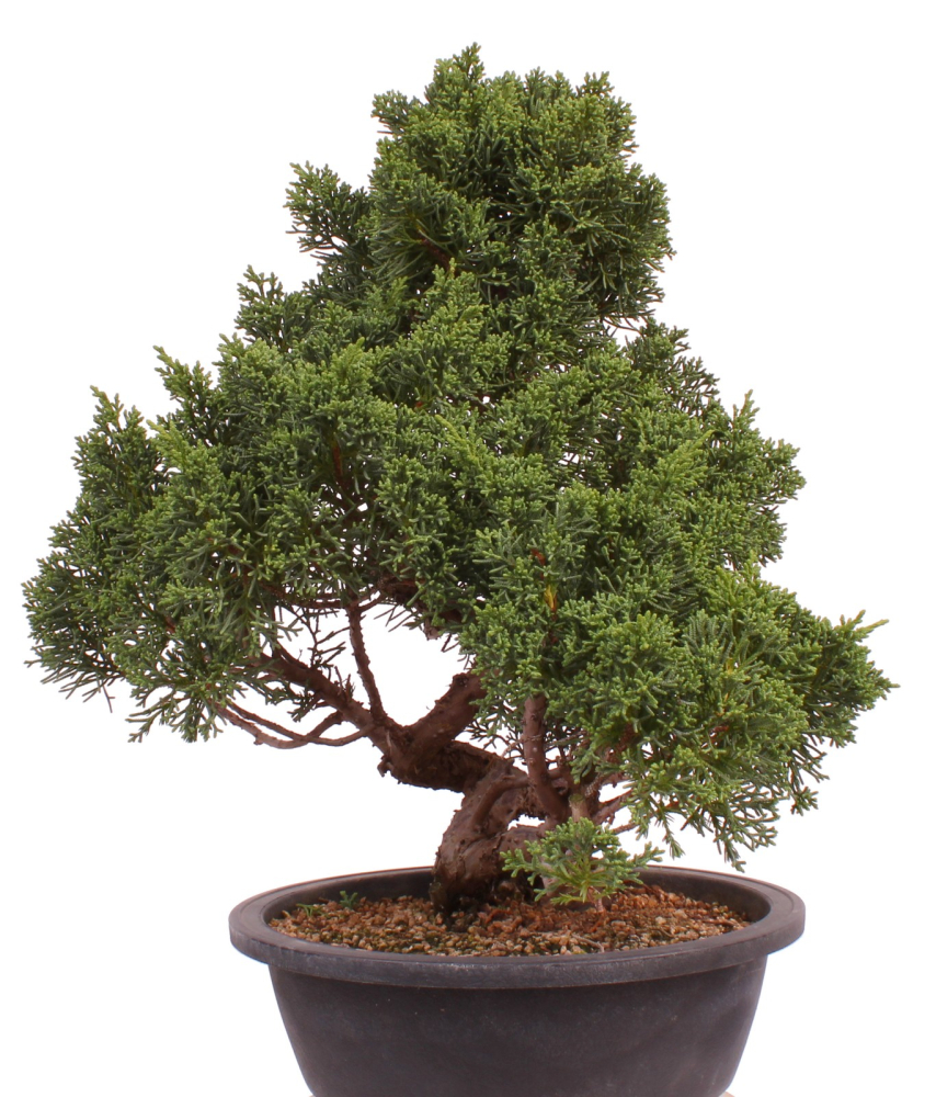 Bonsai - Juniperus chinensis 'Kyushu', Chinesischer Wacholder 224/108