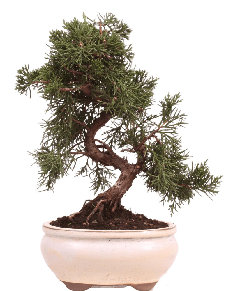 Bonsai - Juniperus chinensis 'Kyushu', Chinesischer Wacholder 224/67