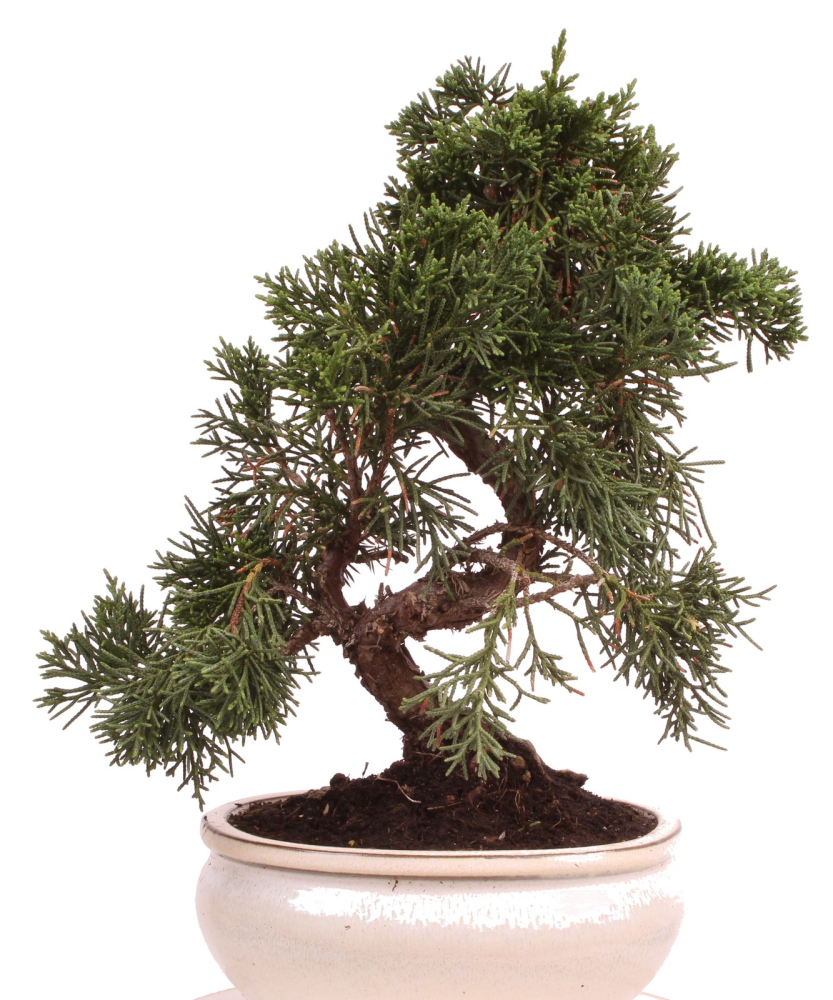 Bonsai - Juniperus chinensis 'Kyushu', Chinesischer Wacholder 224/67