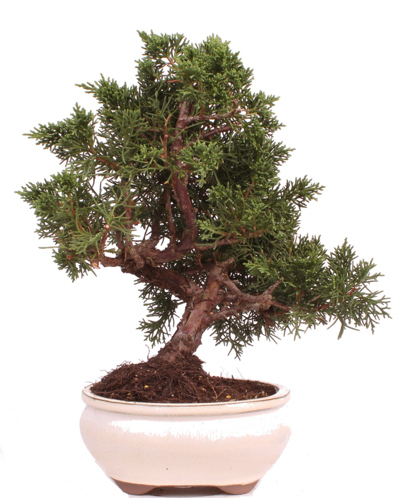Bonsai - Juniperus chinensis 'Kyushu', Chinesischer Wacholder 224/69