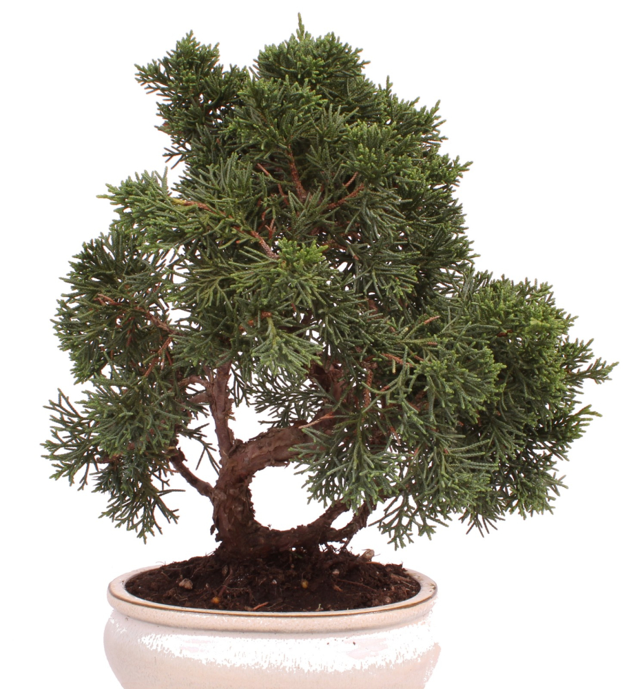 Bonsai - Juniperus chinensis 'Kyushu', Chinesischer Wacholder 224/71