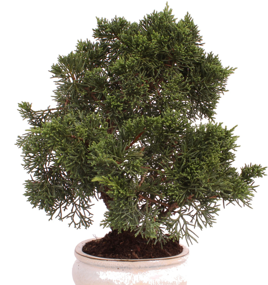 Bonsai - Juniperus chinensis 'Kyushu', Chinesischer Wacholder 224/71