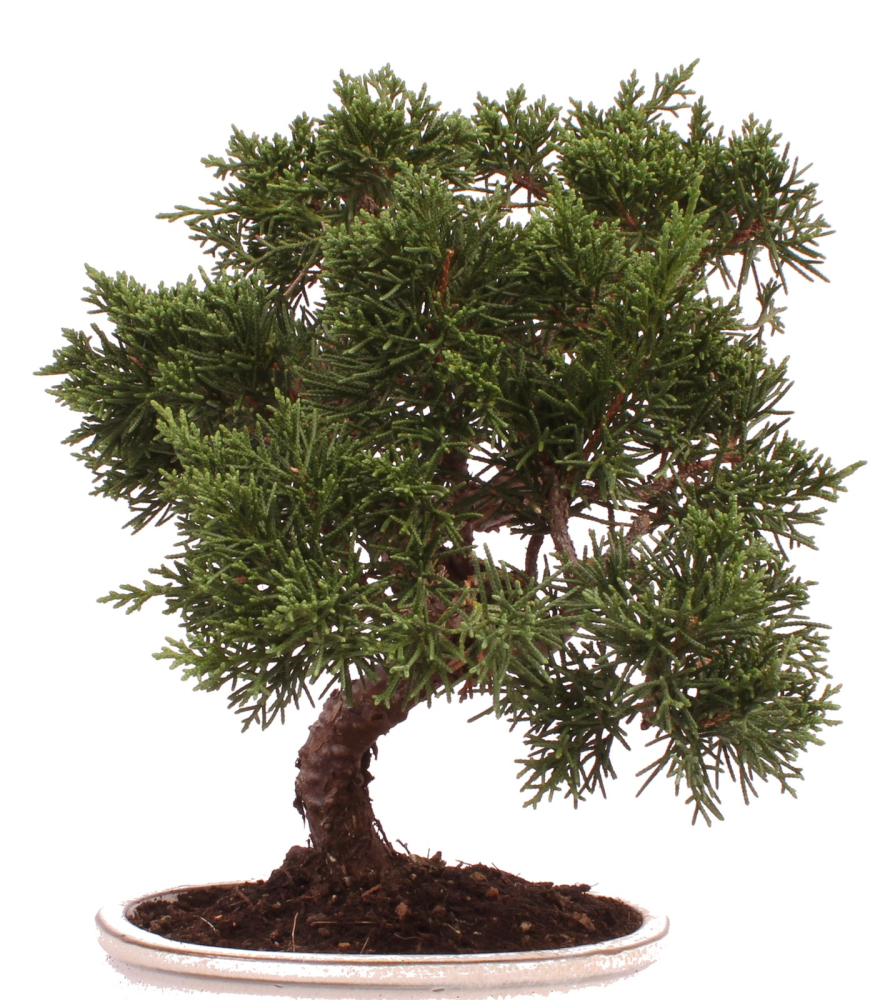 Bonsai - Juniperus chinensis 'Kyushu', Chinesischer Wacholder 224/72