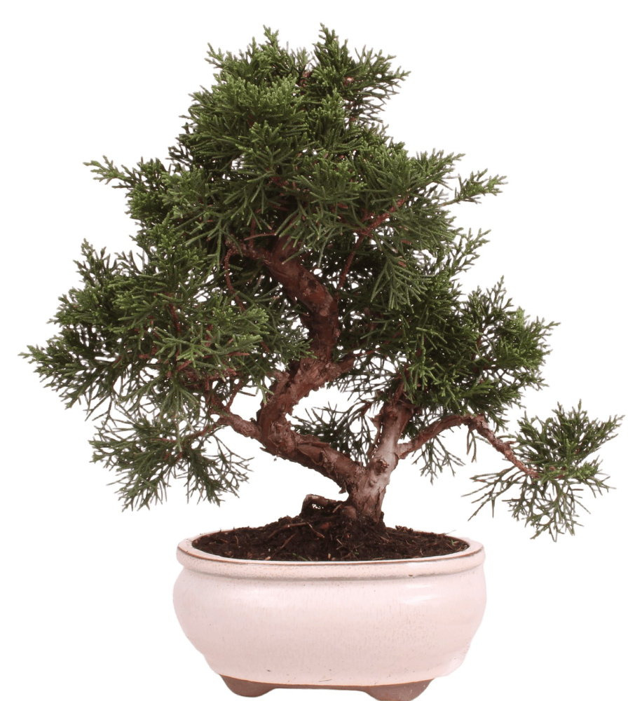 Bonsai - Juniperus chinensis 'Kyushu', Chinesischer Wacholder 224/74