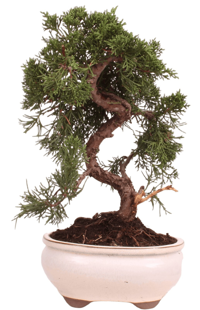 Bonsai - Juniperus chinensis 'Kyushu', Chinesischer Wacholder 224/76