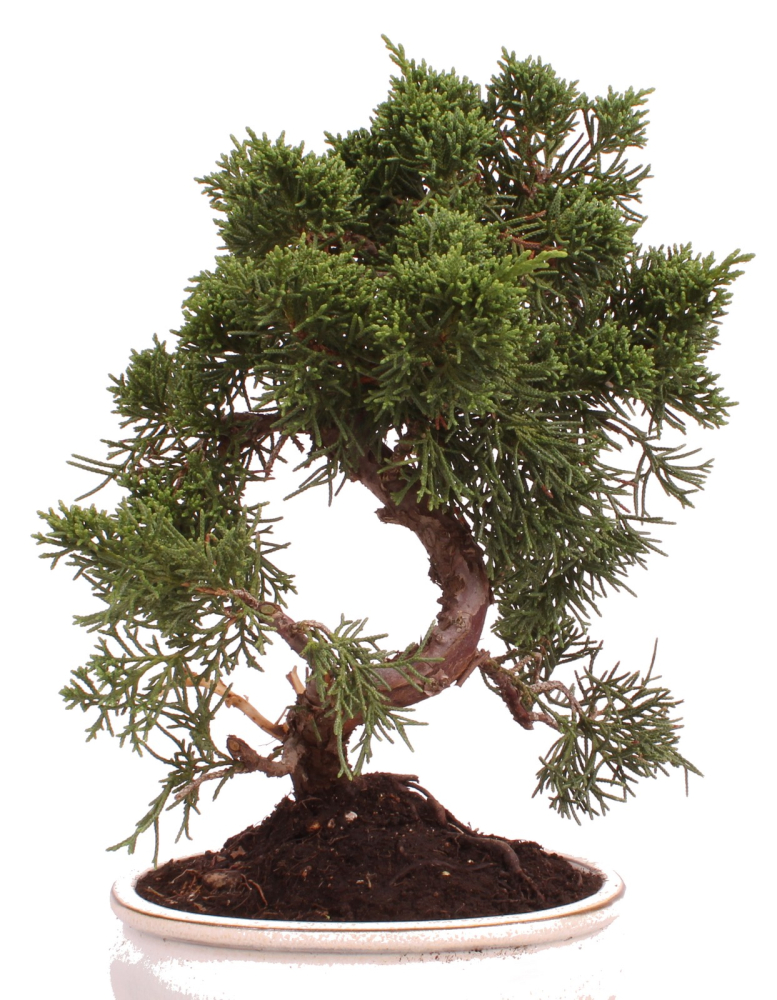 Bonsai - Juniperus chinensis 'Kyushu', Chinesischer Wacholder 224/76