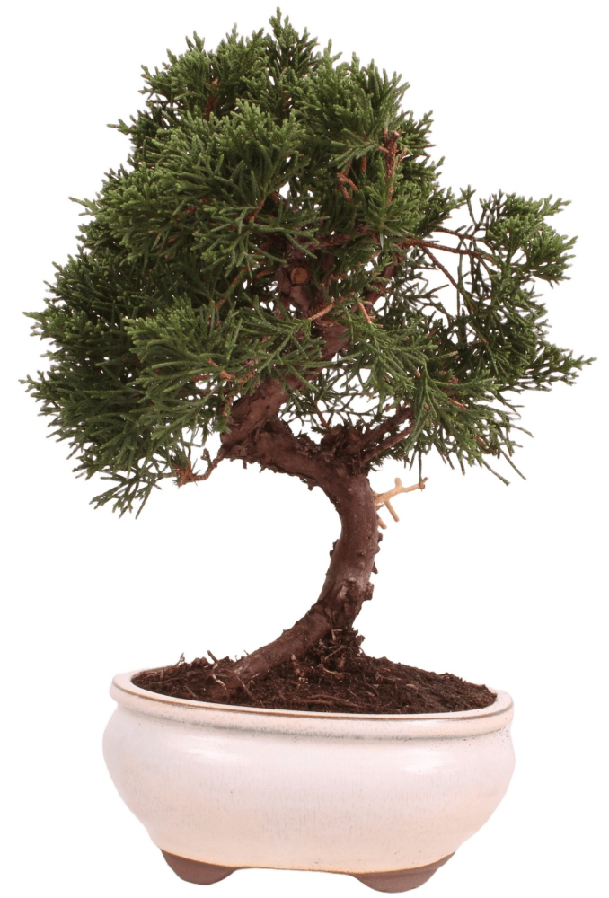 Bonsai - Juniperus chinensis 'Kyushu', Chinesischer Wacholder 224/77