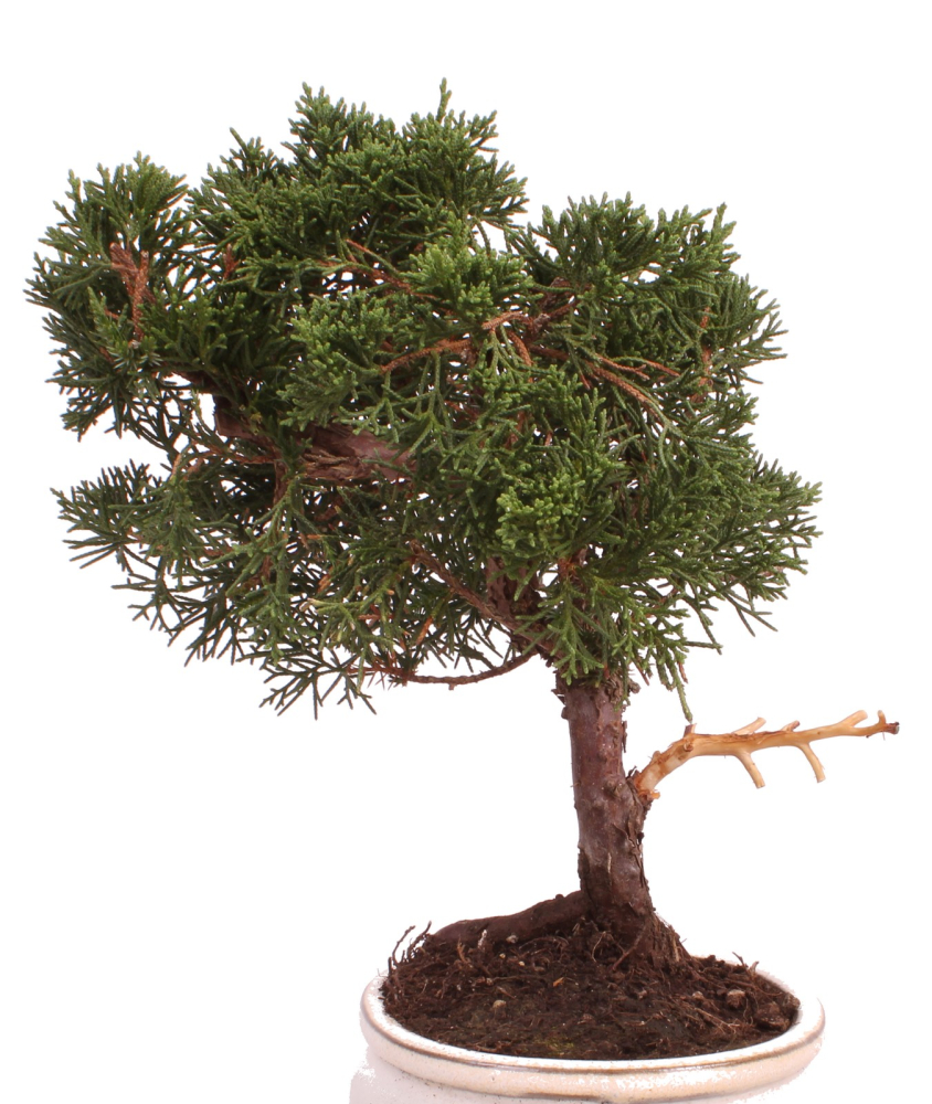 Bonsai - Juniperus chinensis 'Kyushu', Chinesischer Wacholder 224/77