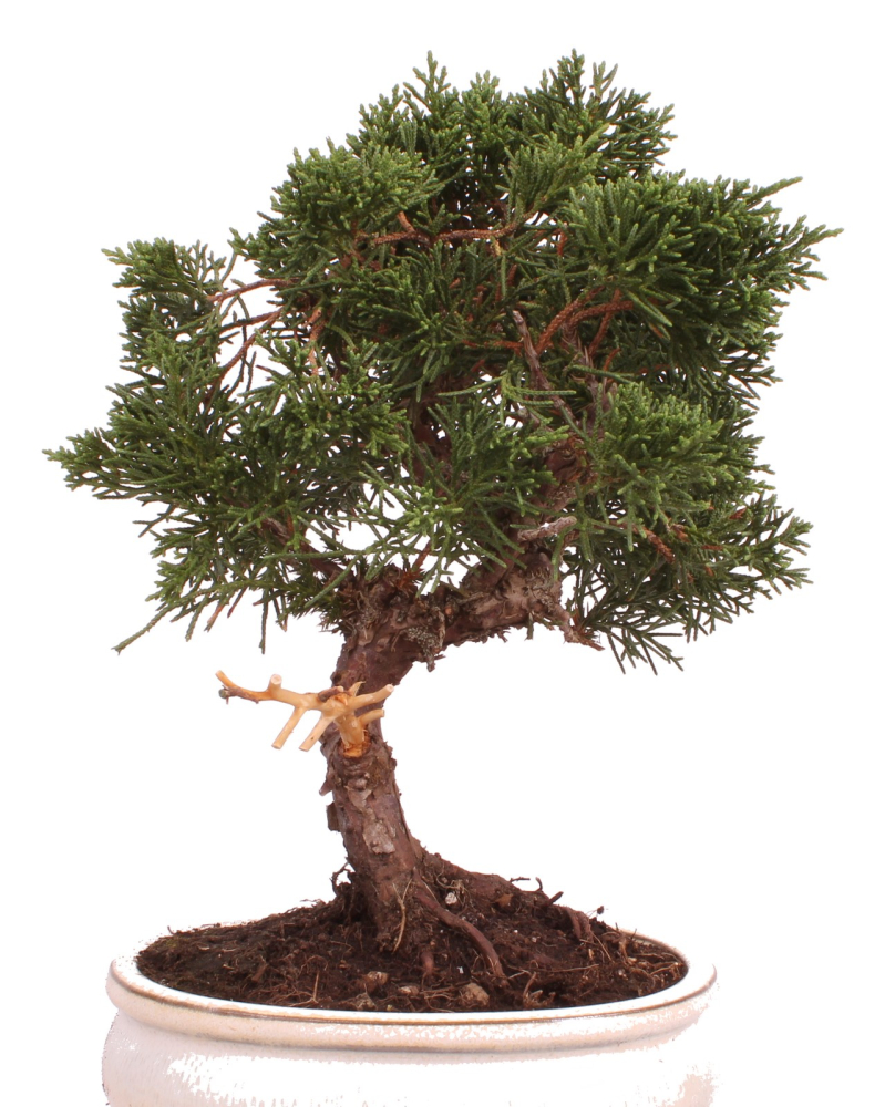 Bonsai - Juniperus chinensis 'Kyushu', Chinesischer Wacholder 224/77