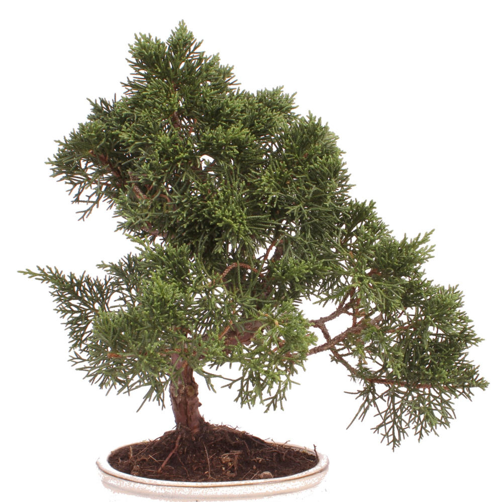 Bonsai - Juniperus chinensis 'Kyushu', Chinesischer Wacholder 224/78