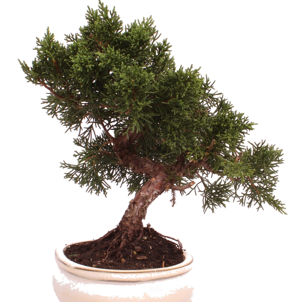 Bonsai - Juniperus chinensis 'Kyushu', Chinesischer Wacholder 224/80