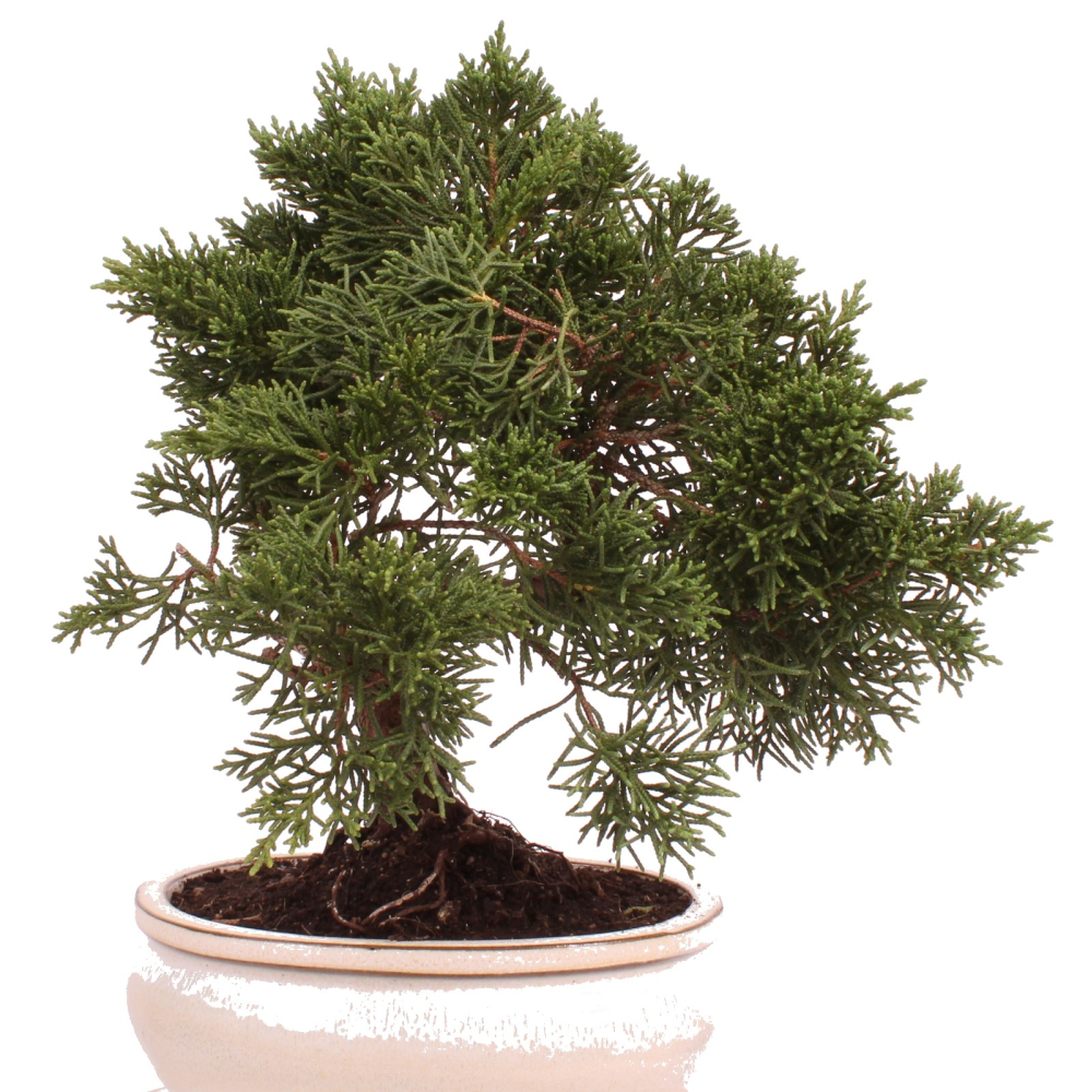 Bonsai - Juniperus chinensis 'Kyushu', Chinesischer Wacholder 224/80