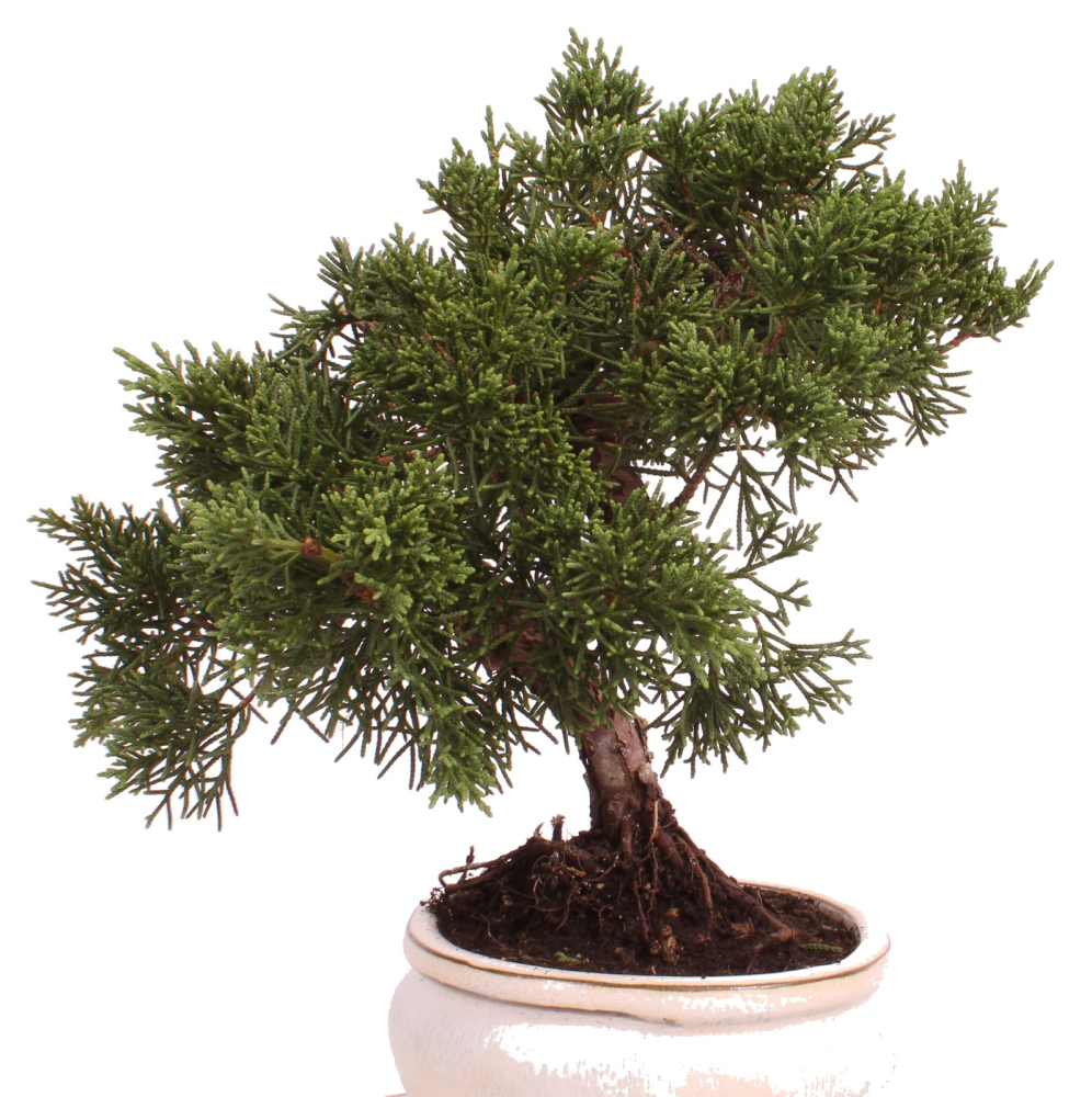 Bonsai - Juniperus chinensis 'Kyushu', Chinesischer Wacholder 224/80