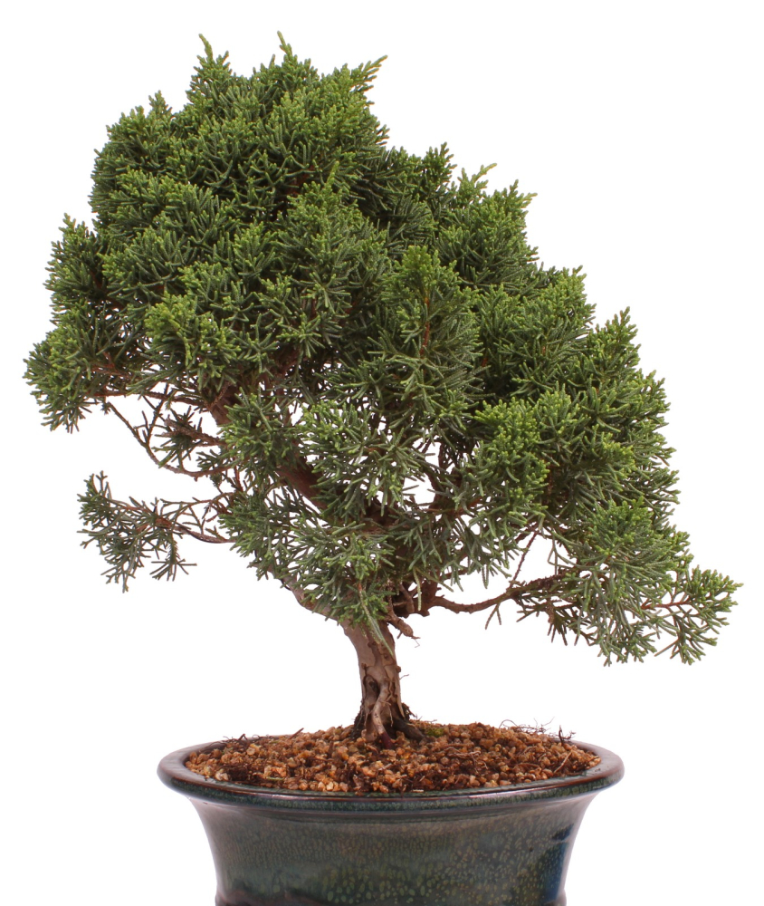 Bonsai - Juniperus chinensis 'Kyushu', Chinesischer Wacholder 224/82