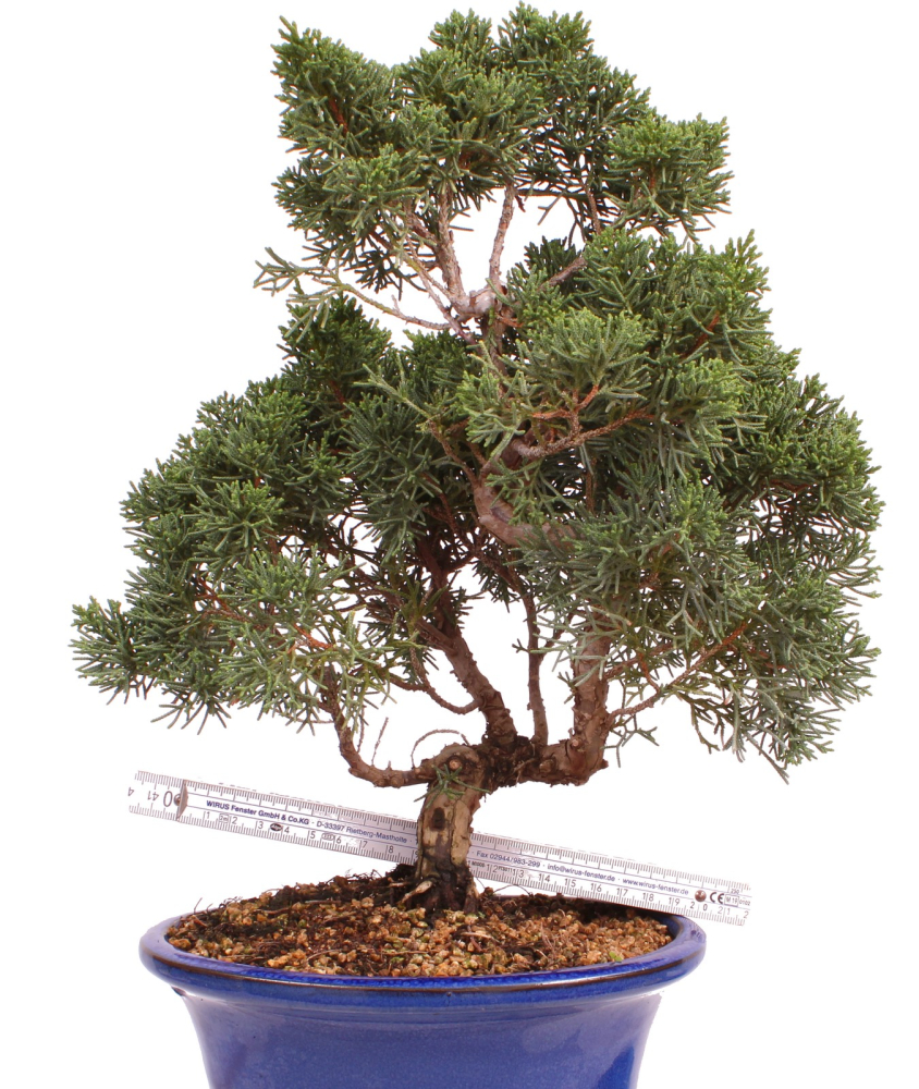 Bonsai - Juniperus chinensis 'Kyushu', Chinesischer Wacholder 224/85