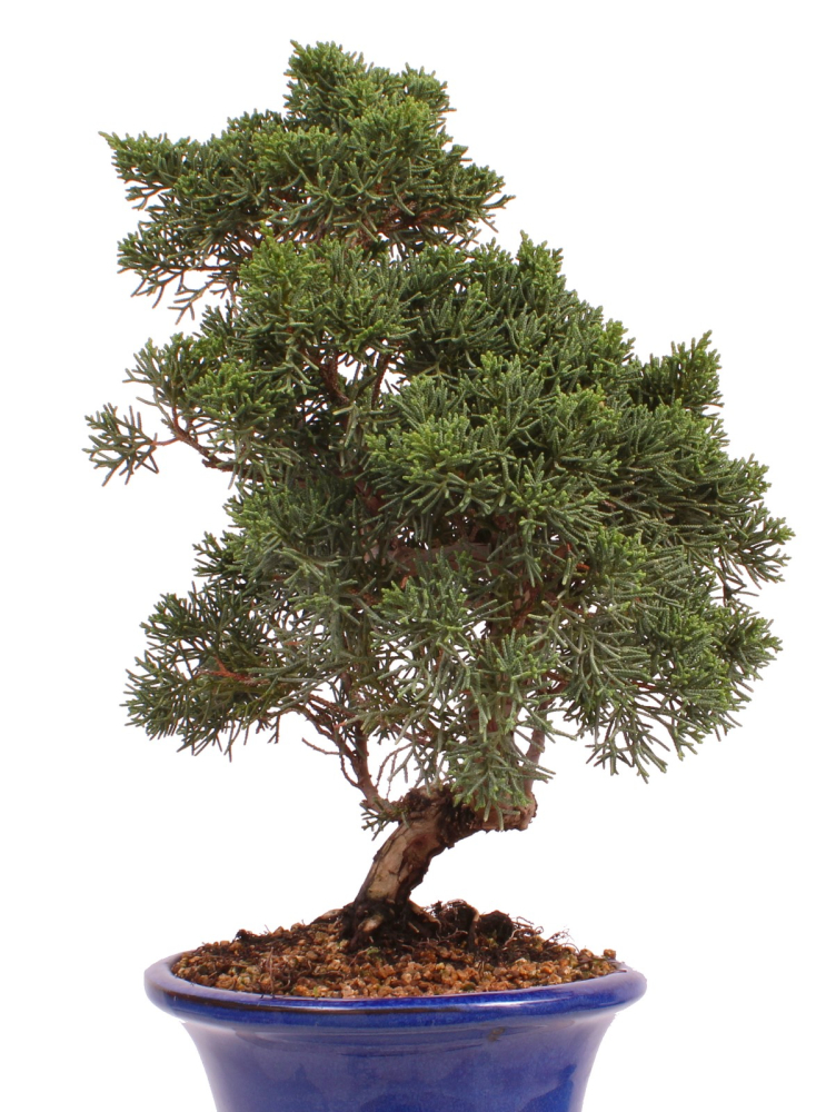 Bonsai - Juniperus chinensis 'Kyushu', Chinesischer Wacholder 224/85