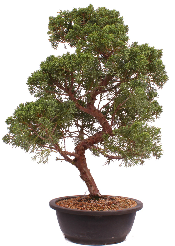 Bonsai - Juniperus chinensis 'Kyushu', Chinesischer Wacholder 224/86