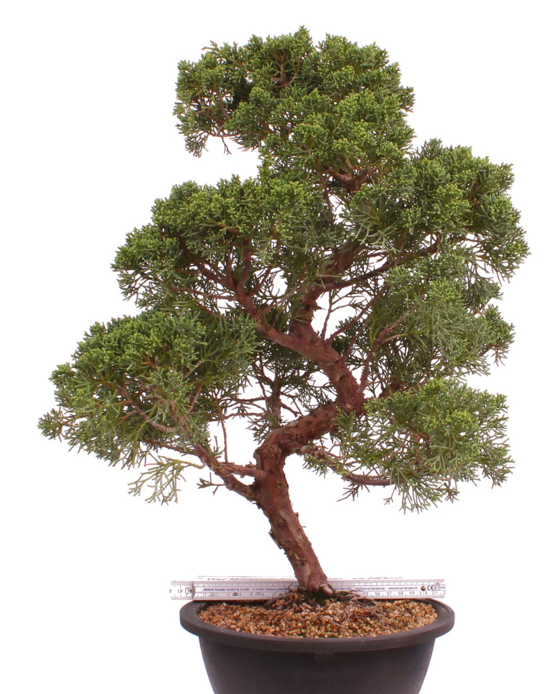 Bonsai - Juniperus chinensis 'Kyushu', Chinesischer Wacholder 224/86