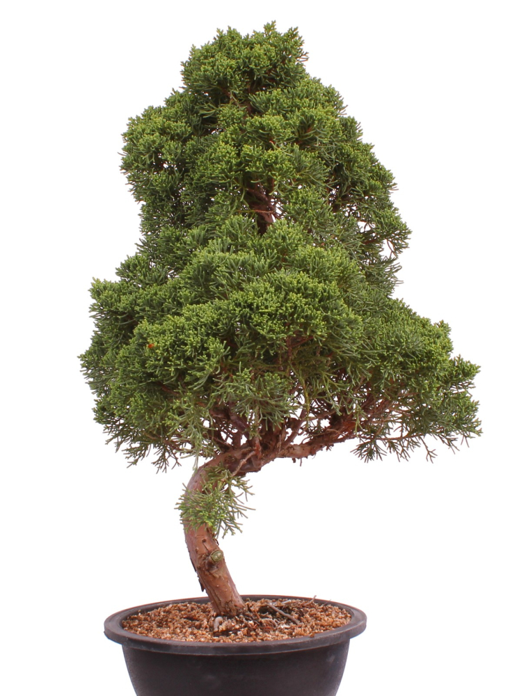 Bonsai - Juniperus chinensis 'Kyushu', Chinesischer Wacholder 224/87