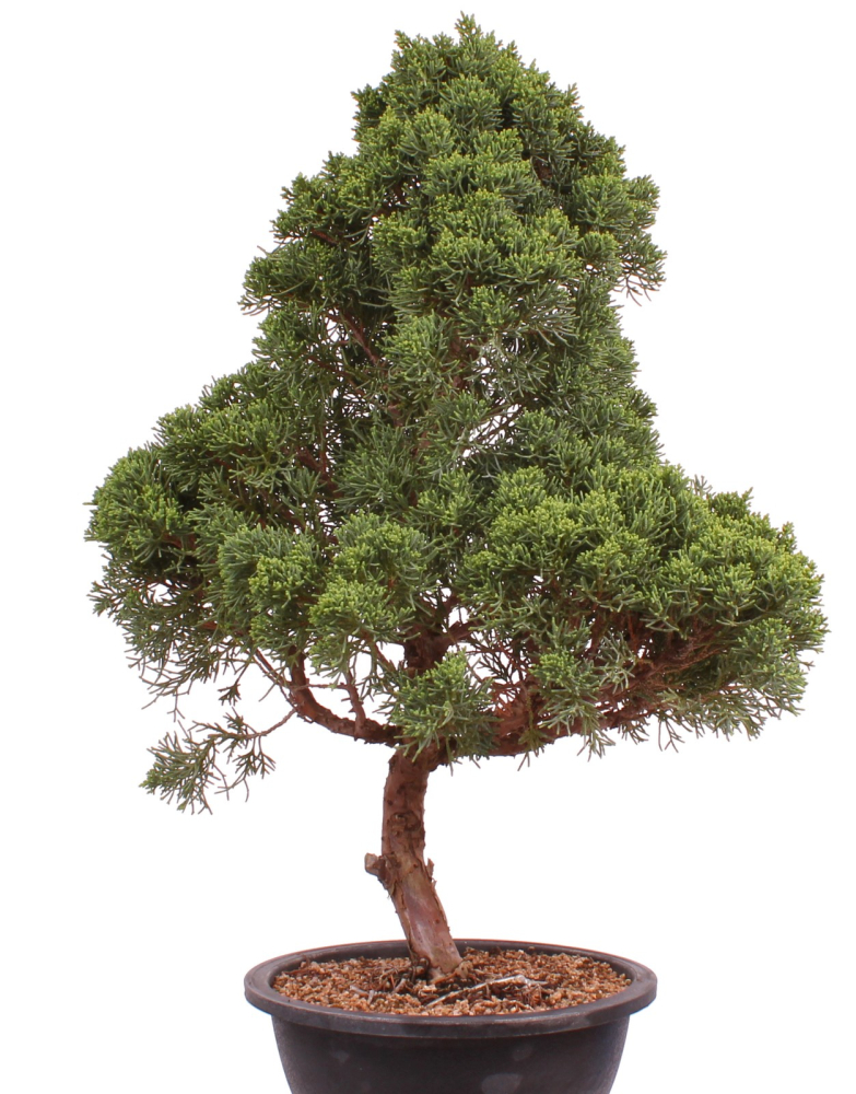 Bonsai - Juniperus chinensis 'Kyushu', Chinesischer Wacholder 224/87