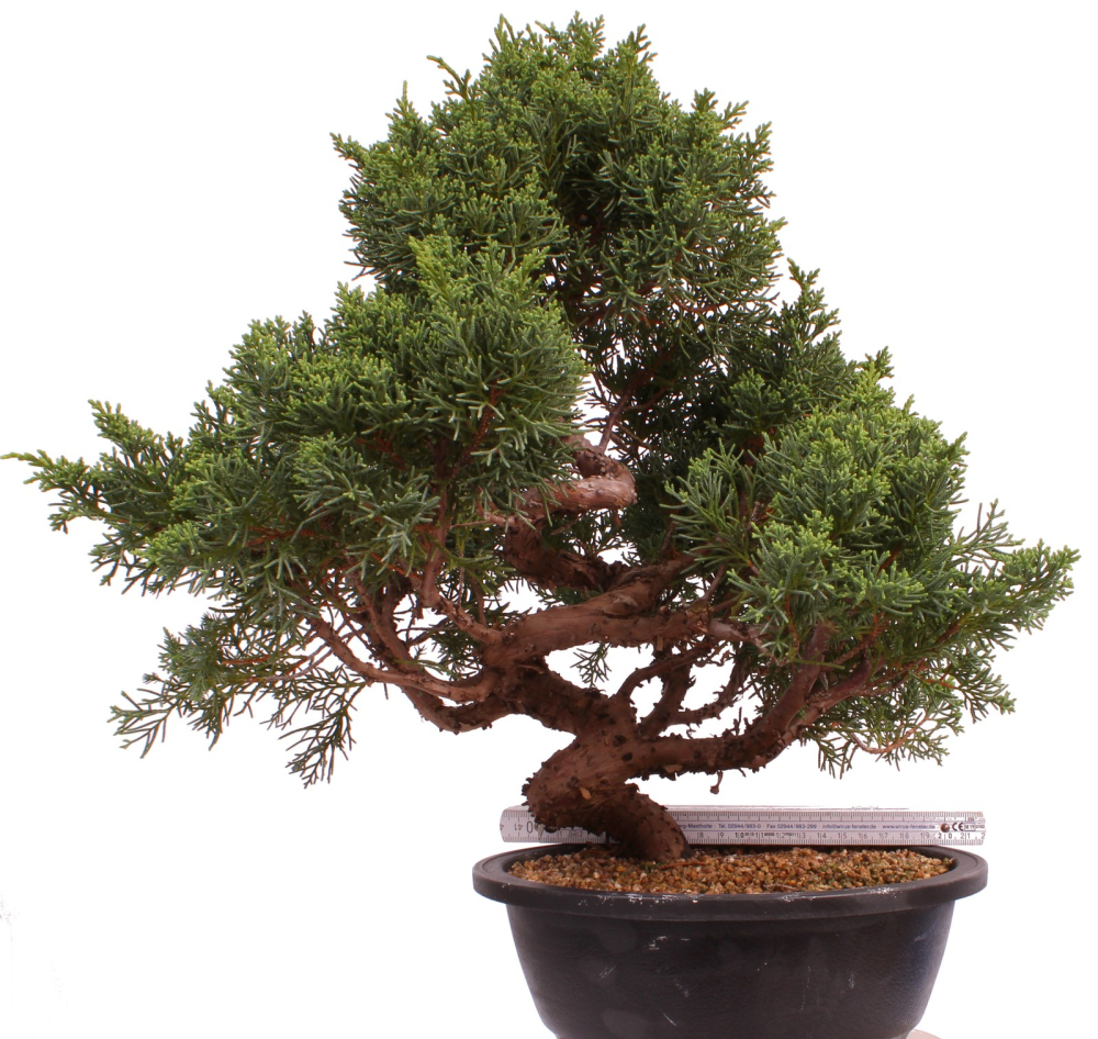 Bonsai - Juniperus chinensis 'Kyushu', Chinesischer Wacholder 224/88