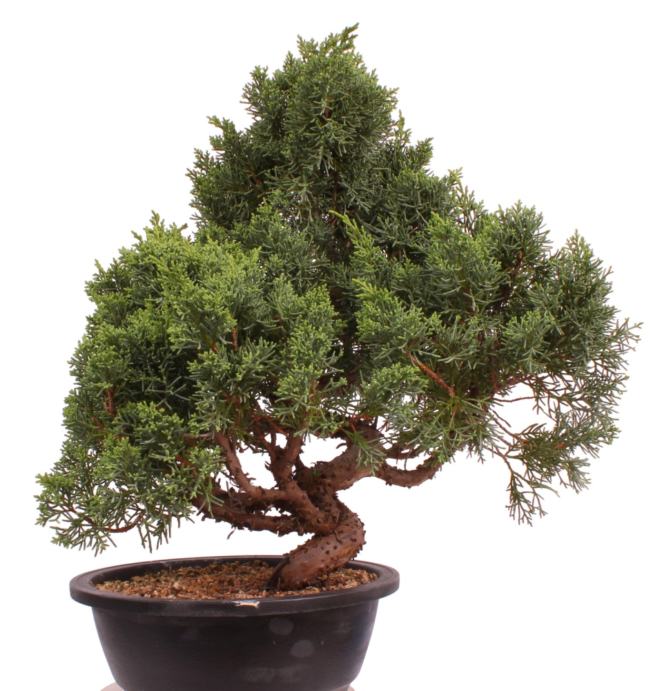 Bonsai - Juniperus chinensis 'Kyushu', Chinesischer Wacholder 224/88